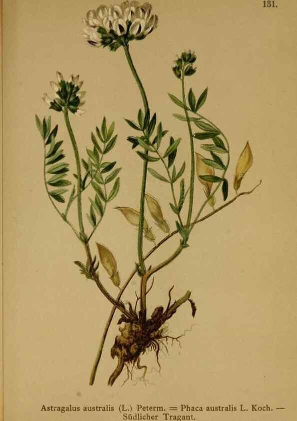 Reproducción/Reproduction 10055437906: Atlas der Alpenflora /. Wien :Eigenthum und Verlag des Deutschen und Oesterr. Alpenvereins,1882.