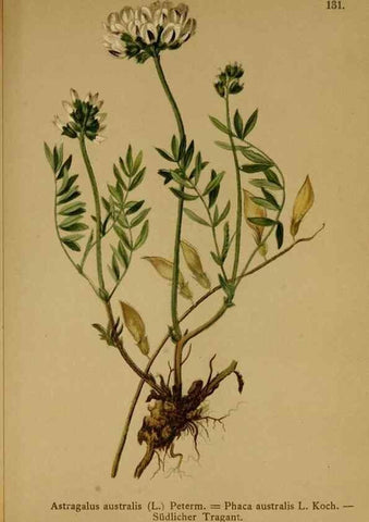 Reproducción/Reproduction 10055437906: Atlas der Alpenflora /. Wien :Eigenthum und Verlag des Deutschen und Oesterr. Alpenvereins,1882.