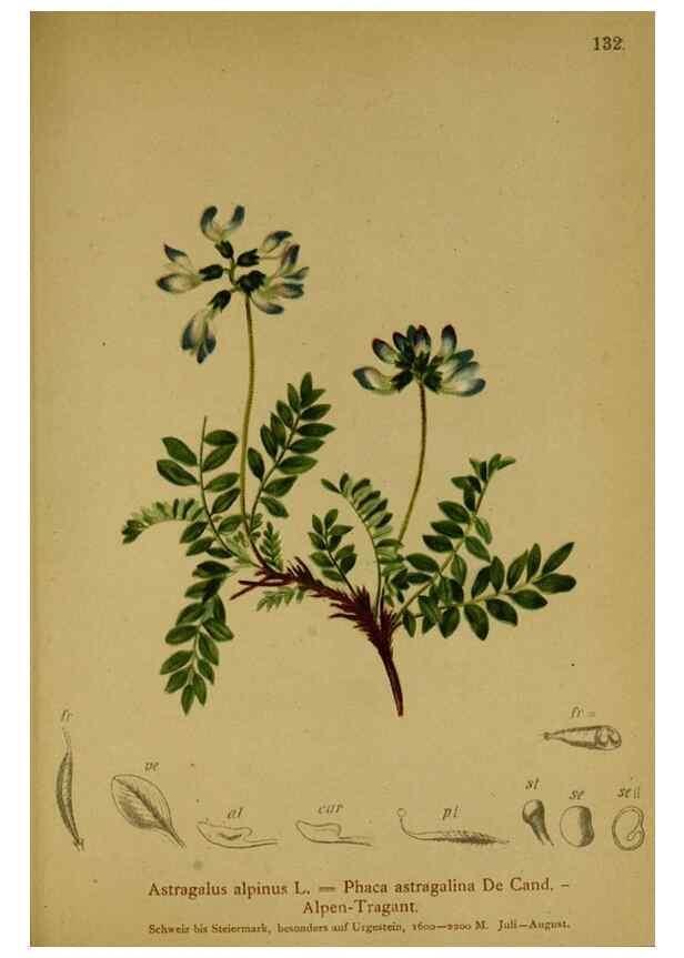 Reproducción/Reproduction 10055504283: Atlas der Alpenflora /. Wien :Eigenthum und Verlag des Deutschen und Oesterr. Alpenvereins,1882.