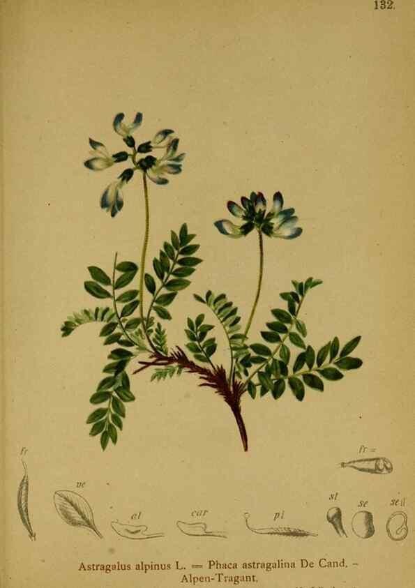 Reproducción/Reproduction 10055504283: Atlas der Alpenflora /. Wien :Eigenthum und Verlag des Deutschen und Oesterr. Alpenvereins,1882.