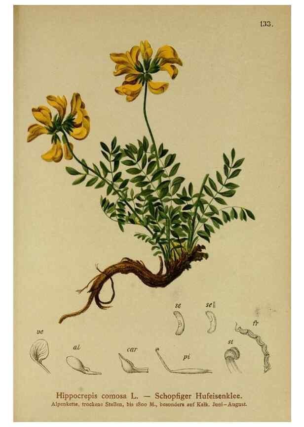 Reproducción/Reproduction 10055507123: Atlas der Alpenflora /. Wien :Eigenthum und Verlag des Deutschen und Oesterr. Alpenvereins,1882.