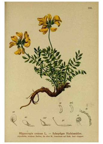 Reproducción/Reproduction 10055507123: Atlas der Alpenflora /. Wien :Eigenthum und Verlag des Deutschen und Oesterr. Alpenvereins,1882.