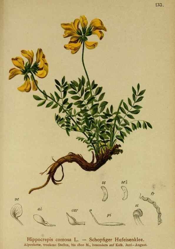 Reproducción/Reproduction 10055507123: Atlas der Alpenflora /. Wien :Eigenthum und Verlag des Deutschen und Oesterr. Alpenvereins,1882.