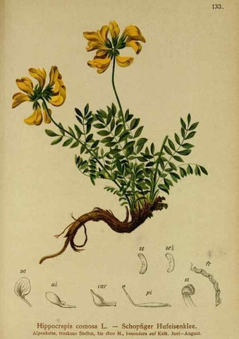 Reproducción/Reproduction 10055507123: Atlas der Alpenflora /. Wien :Eigenthum und Verlag des Deutschen und Oesterr. Alpenvereins,1882.