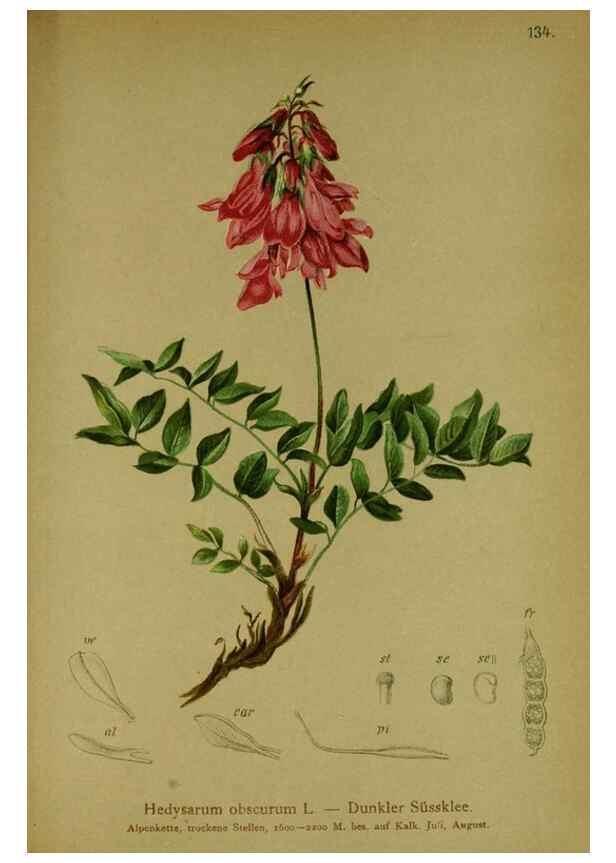 Reproducción/Reproduction 10055510323: Atlas der Alpenflora /. Wien :Eigenthum und Verlag des Deutschen und Oesterr. Alpenvereins,1882.