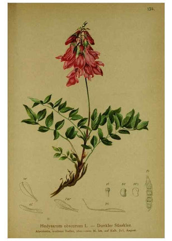 Reproducción/Reproduction 10055510323: Atlas der Alpenflora /. Wien :Eigenthum und Verlag des Deutschen und Oesterr. Alpenvereins,1882.
