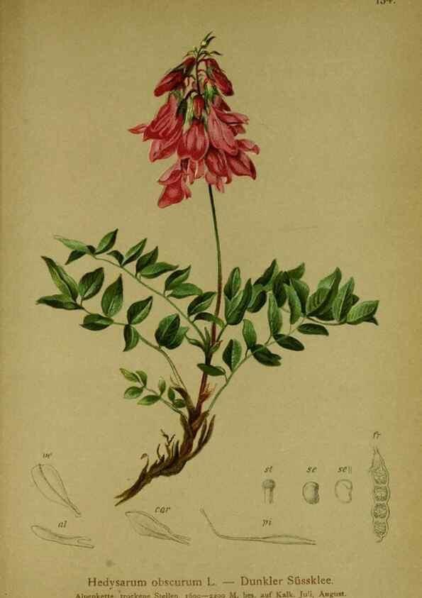 Reproducción/Reproduction 10055510323: Atlas der Alpenflora /. Wien :Eigenthum und Verlag des Deutschen und Oesterr. Alpenvereins,1882.