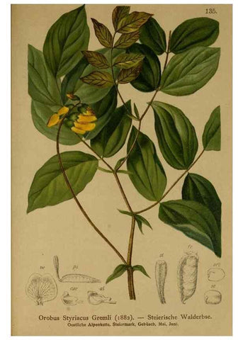 Reproducción/Reproduction 10055513793: Atlas der Alpenflora /. Wien :Eigenthum und Verlag des Deutschen und Oesterr. Alpenvereins,1882.