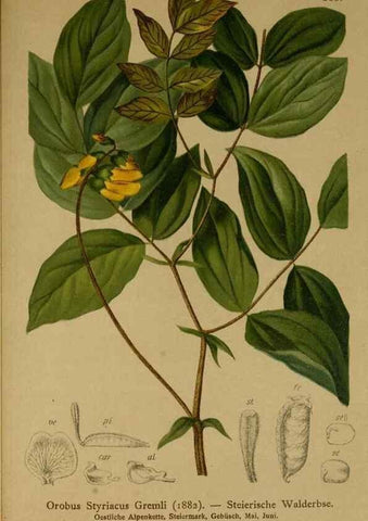 Reproducción/Reproduction 10055513793: Atlas der Alpenflora /. Wien :Eigenthum und Verlag des Deutschen und Oesterr. Alpenvereins,1882.