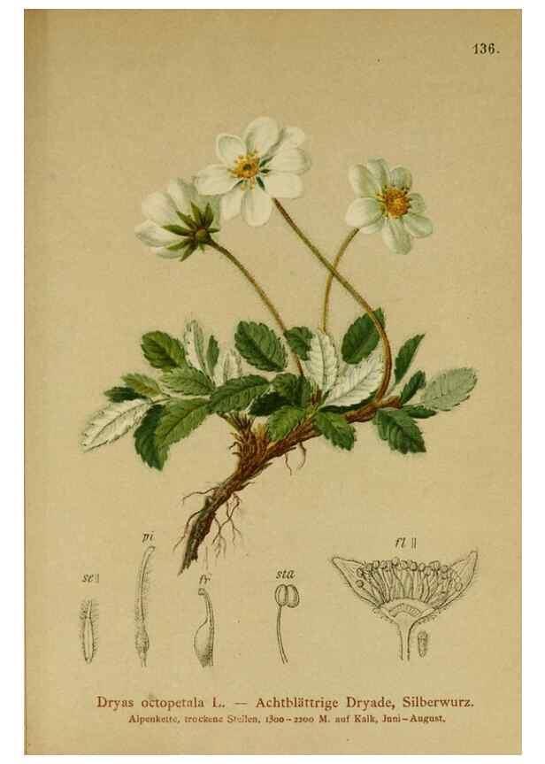 Reproducción/Reproduction 10055382894: Atlas der Alpenflora /. Wien :Eigenthum und Verlag des Deutschen und Oesterr. Alpenvereins,1882.