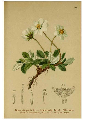 Reproducción/Reproduction 10055382894: Atlas der Alpenflora /. Wien :Eigenthum und Verlag des Deutschen und Oesterr. Alpenvereins,1882.