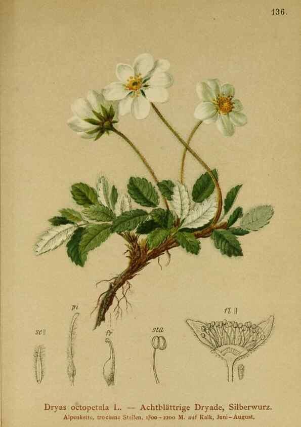 Reproducción/Reproduction 10055382894: Atlas der Alpenflora /. Wien :Eigenthum und Verlag des Deutschen und Oesterr. Alpenvereins,1882.