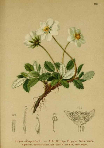 Reproducción/Reproduction 10055382894: Atlas der Alpenflora /. Wien :Eigenthum und Verlag des Deutschen und Oesterr. Alpenvereins,1882.
