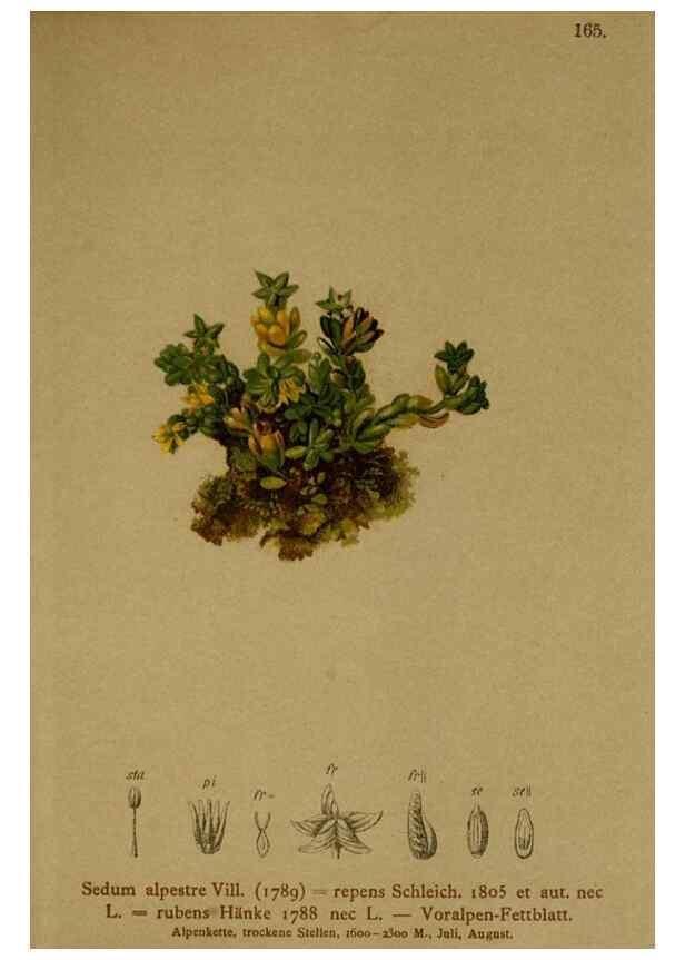Reproducción/Reproduction 10055550026: Atlas der Alpenflora /. Wien :Eigenthum und Verlag des Deutschen und Oesterr. Alpenvereins,1882.