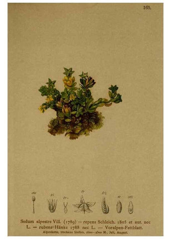Reproducción/Reproduction 10055550026: Atlas der Alpenflora /. Wien :Eigenthum und Verlag des Deutschen und Oesterr. Alpenvereins,1882.