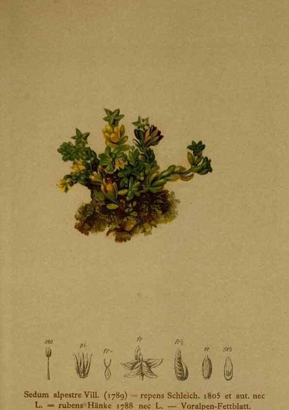 Reproducción/Reproduction 10055550026: Atlas der Alpenflora /. Wien :Eigenthum und Verlag des Deutschen und Oesterr. Alpenvereins,1882.