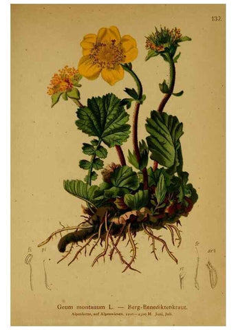 Reproducción/Reproduction 10055457826: Atlas der Alpenflora /. Wien :Eigenthum und Verlag des Deutschen und Oesterr. Alpenvereins,1882.