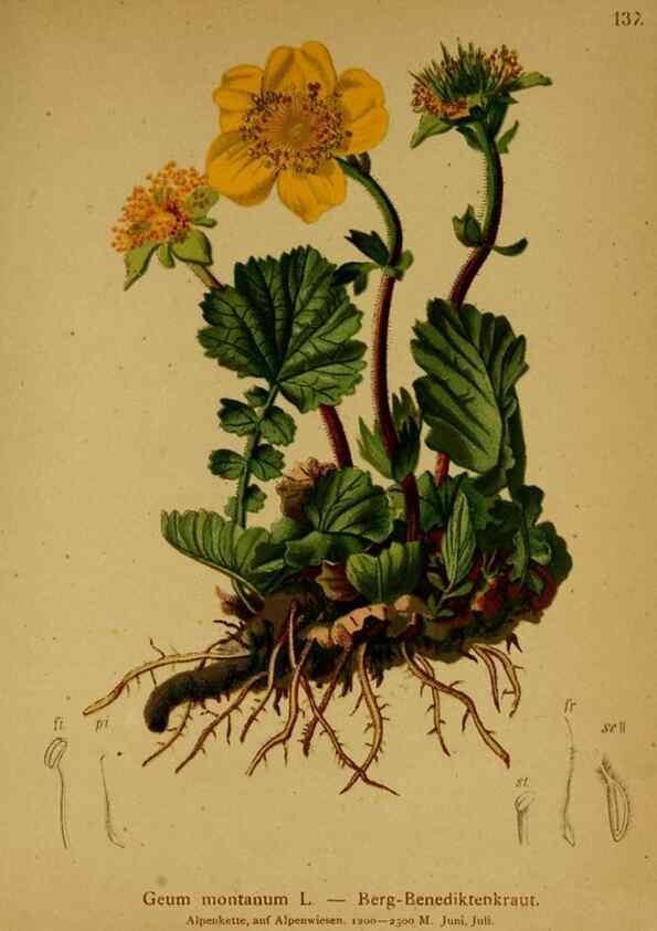 Reproducción/Reproduction 10055457826: Atlas der Alpenflora /. Wien :Eigenthum und Verlag des Deutschen und Oesterr. Alpenvereins,1882.