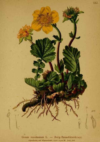 Reproducción/Reproduction 10055457826: Atlas der Alpenflora /. Wien :Eigenthum und Verlag des Deutschen und Oesterr. Alpenvereins,1882.