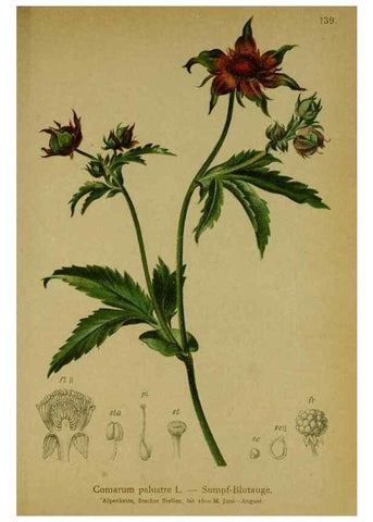 Reproducción/Reproduction 10055464446: Atlas der Alpenflora /. Wien :Eigenthum und Verlag des Deutschen und Oesterr. Alpenvereins,1882.