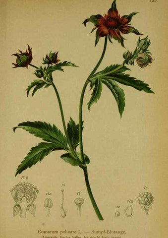 Reproducción/Reproduction 10055464446: Atlas der Alpenflora /. Wien :Eigenthum und Verlag des Deutschen und Oesterr. Alpenvereins,1882.