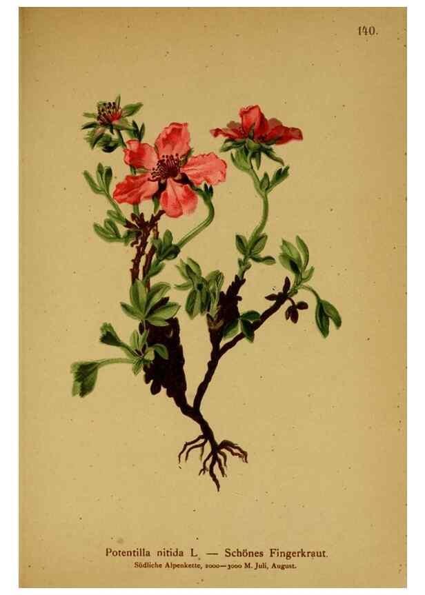 Reproducción/Reproduction 10055395704: Atlas der Alpenflora /. Wien :Eigenthum und Verlag des Deutschen und Oesterr. Alpenvereins,1882.