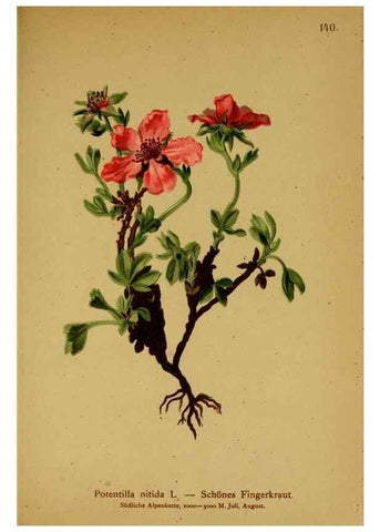 Reproducción/Reproduction 10055395704: Atlas der Alpenflora /. Wien :Eigenthum und Verlag des Deutschen und Oesterr. Alpenvereins,1882.
