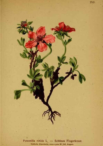 Reproducción/Reproduction 10055395704: Atlas der Alpenflora /. Wien :Eigenthum und Verlag des Deutschen und Oesterr. Alpenvereins,1882.