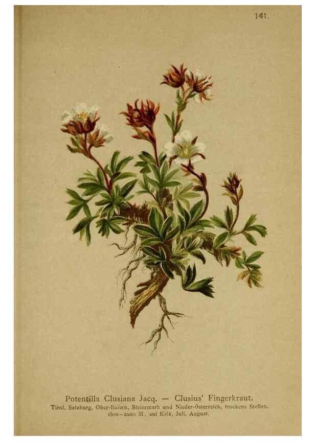 Reproducción/Reproduction 10055470626: Atlas der Alpenflora /. Wien :Eigenthum und Verlag des Deutschen und Oesterr. Alpenvereins,1882.
