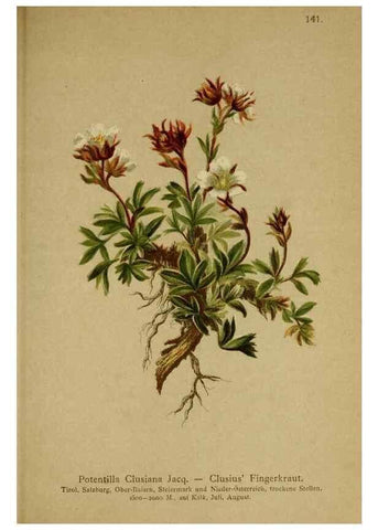 Reproducción/Reproduction 10055470626: Atlas der Alpenflora /. Wien :Eigenthum und Verlag des Deutschen und Oesterr. Alpenvereins,1882.
