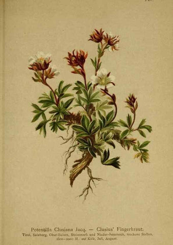 Reproducción/Reproduction 10055470626: Atlas der Alpenflora /. Wien :Eigenthum und Verlag des Deutschen und Oesterr. Alpenvereins,1882.
