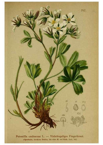 Reproducción/Reproduction 10055536363: Atlas der Alpenflora /. Wien :Eigenthum und Verlag des Deutschen und Oesterr. Alpenvereins,1882.
