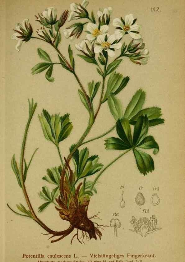 Reproducción/Reproduction 10055536363: Atlas der Alpenflora /. Wien :Eigenthum und Verlag des Deutschen und Oesterr. Alpenvereins,1882.