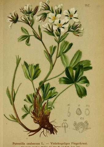 Reproducción/Reproduction 10055536363: Atlas der Alpenflora /. Wien :Eigenthum und Verlag des Deutschen und Oesterr. Alpenvereins,1882.