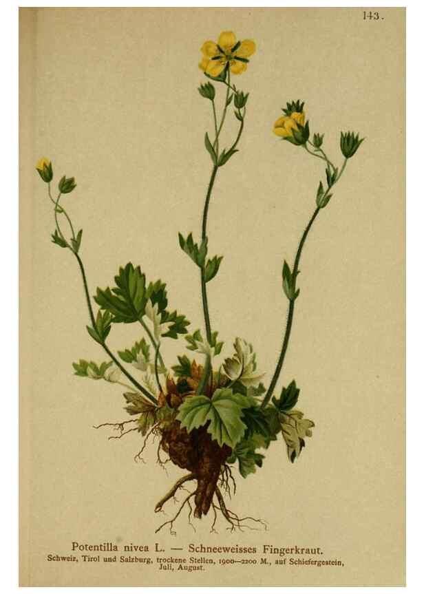 Reproducción/Reproduction 10055477116: Atlas der Alpenflora /. Wien :Eigenthum und Verlag des Deutschen und Oesterr. Alpenvereins,1882.