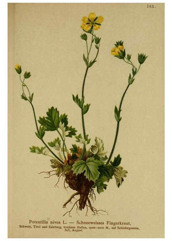 Reproducción/Reproduction 10055477116: Atlas der Alpenflora /. Wien :Eigenthum und Verlag des Deutschen und Oesterr. Alpenvereins,1882.
