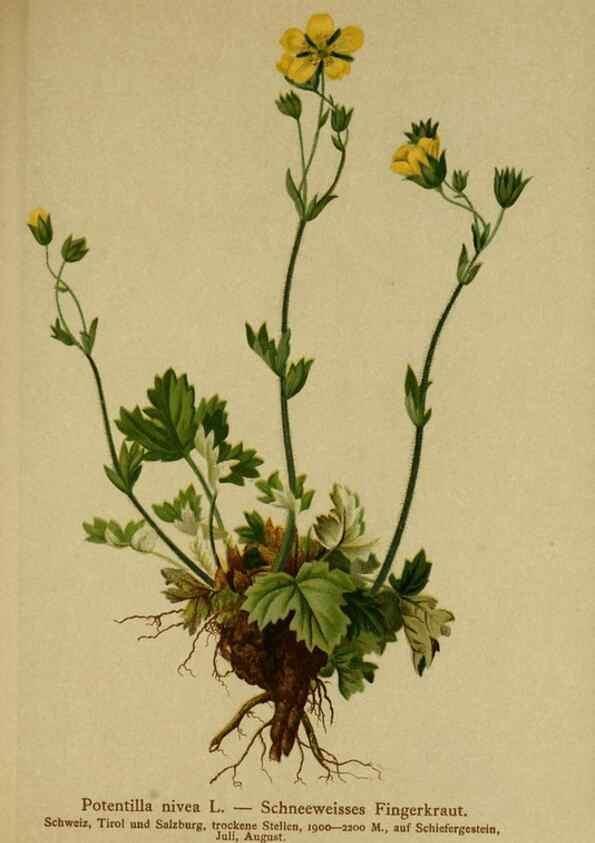 Reproducción/Reproduction 10055477116: Atlas der Alpenflora /. Wien :Eigenthum und Verlag des Deutschen und Oesterr. Alpenvereins,1882.