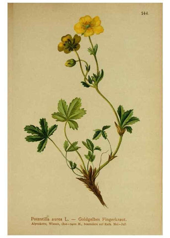 Reproducción/Reproduction 10055437535: Atlas der Alpenflora /. Wien :Eigenthum und Verlag des Deutschen und Oesterr. Alpenvereins,1882.