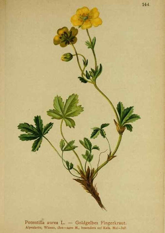 Reproducción/Reproduction 10055437535: Atlas der Alpenflora /. Wien :Eigenthum und Verlag des Deutschen und Oesterr. Alpenvereins,1882.