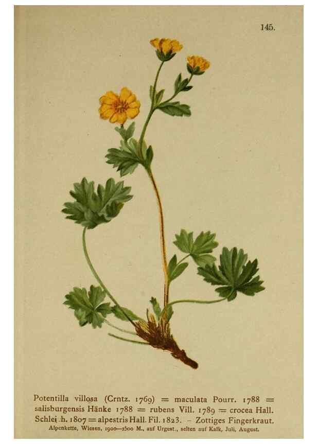 Reproducción/Reproduction 10055411234: Atlas der Alpenflora /. Wien :Eigenthum und Verlag des Deutschen und Oesterr. Alpenvereins,1882.