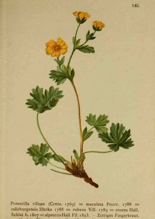Reproducción/Reproduction 10055411234: Atlas der Alpenflora /. Wien :Eigenthum und Verlag des Deutschen und Oesterr. Alpenvereins,1882.