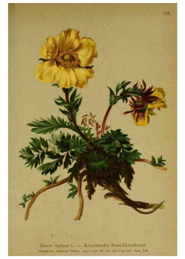Reproducción/Reproduction 10055389424: Atlas der Alpenflora /. Wien :Eigenthum und Verlag des Deutschen und Oesterr. Alpenvereins,1882.