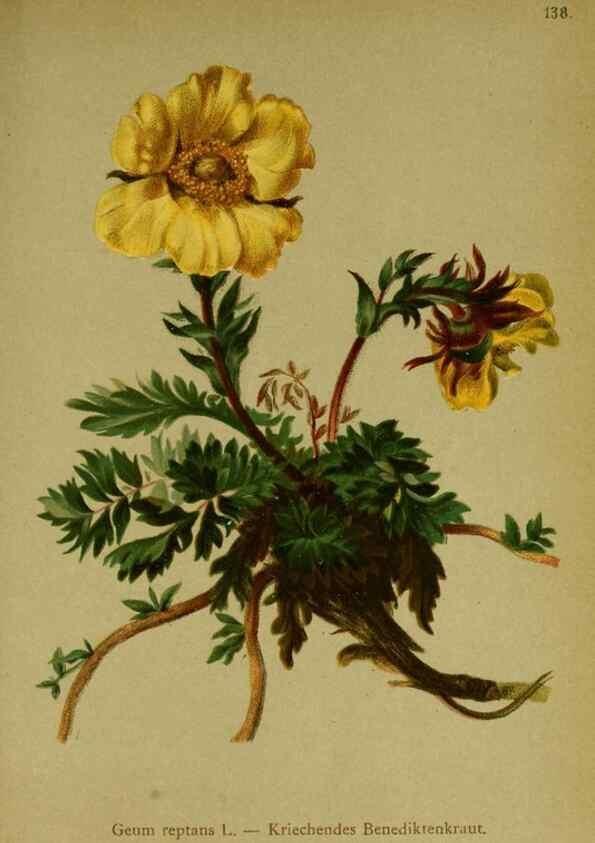 Reproducción/Reproduction 10055389424: Atlas der Alpenflora /. Wien :Eigenthum und Verlag des Deutschen und Oesterr. Alpenvereins,1882.