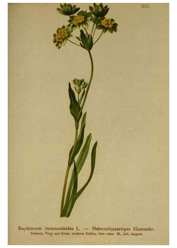 Reproducción/Reproduction 10055596514: Atlas der Alpenflora /. Wien :Eigenthum und Verlag des Deutschen und Oesterr. Alpenvereins,1882.