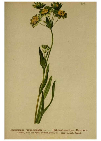 Reproducción/Reproduction 10055596514: Atlas der Alpenflora /. Wien :Eigenthum und Verlag des Deutschen und Oesterr. Alpenvereins,1882.