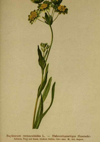 Reproducción/Reproduction 10055596514: Atlas der Alpenflora /. Wien :Eigenthum und Verlag des Deutschen und Oesterr. Alpenvereins,1882.