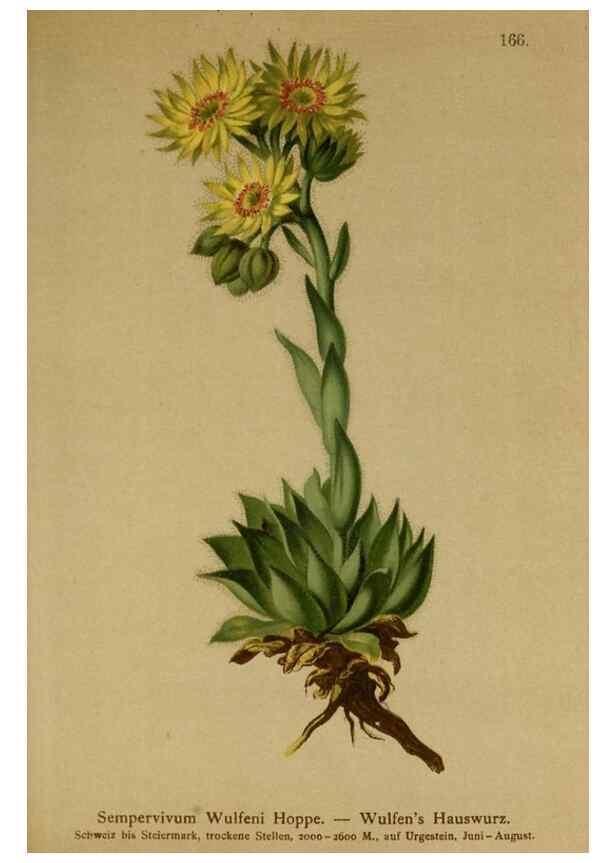 Reproducción/Reproduction 10055510465: Atlas der Alpenflora /. Wien :Eigenthum und Verlag des Deutschen und Oesterr. Alpenvereins,1882.