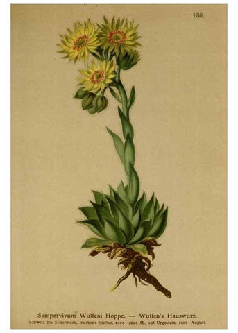Reproducción/Reproduction 10055510465: Atlas der Alpenflora /. Wien :Eigenthum und Verlag des Deutschen und Oesterr. Alpenvereins,1882.