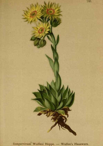 Reproducción/Reproduction 10055510465: Atlas der Alpenflora /. Wien :Eigenthum und Verlag des Deutschen und Oesterr. Alpenvereins,1882.