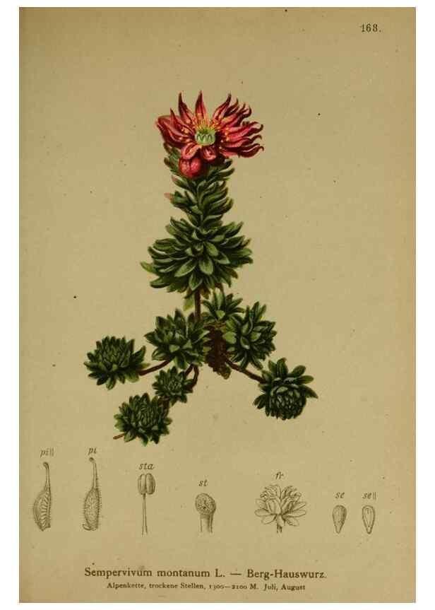 Reproducción/Reproduction 10055621503: Atlas der Alpenflora /. Wien :Eigenthum und Verlag des Deutschen und Oesterr. Alpenvereins,1882.